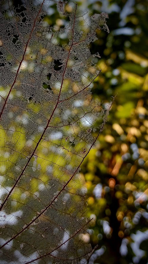 Darmowe zdjęcie z galerii z drzewo, dzień, flora