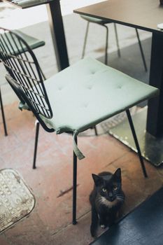 一只黑猫坐在户外绿色软垫椅旁，为轻松的氛围增添了魅力