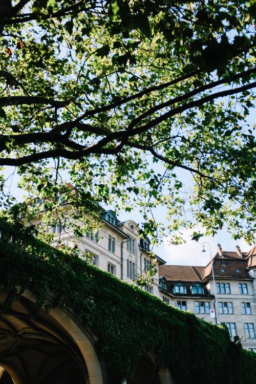 Free Beautiful summer view of a leafy arch and classic European buildings. Stock Photo