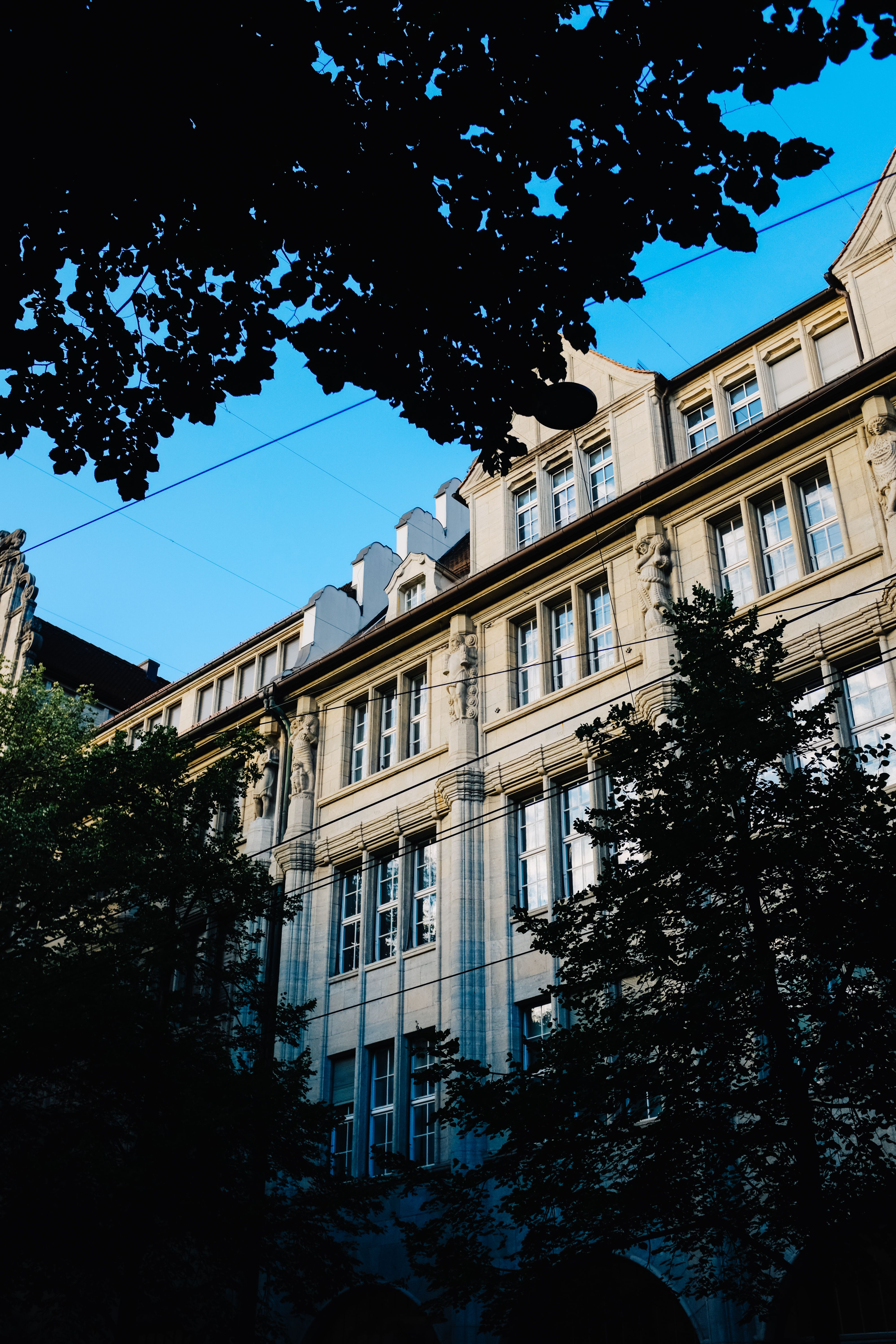 Tree Branches in front of a Building in City · Free Stock Photo
