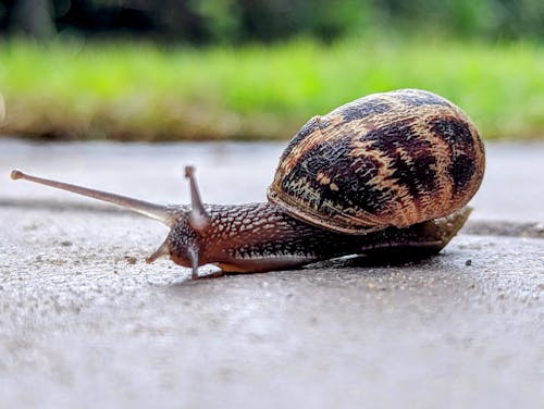 Fotobanka s bezplatnými fotkami na tému detailný záber, príroda, rímsky slimák