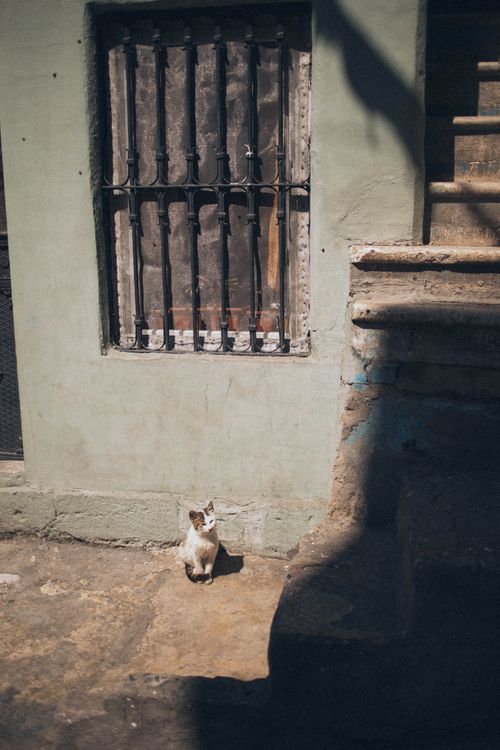 Free A cat sits calmly by an exterior wall and steps, bathed in daylight. Stock Photo