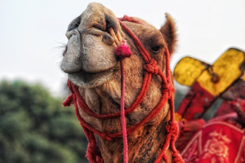 Free stock photo of animal, camel, camel ride