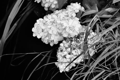 Black and White Picture of Hydrangeas