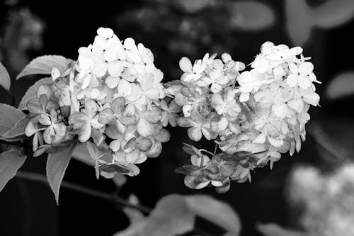 Black and White Picture of Hydrangeas