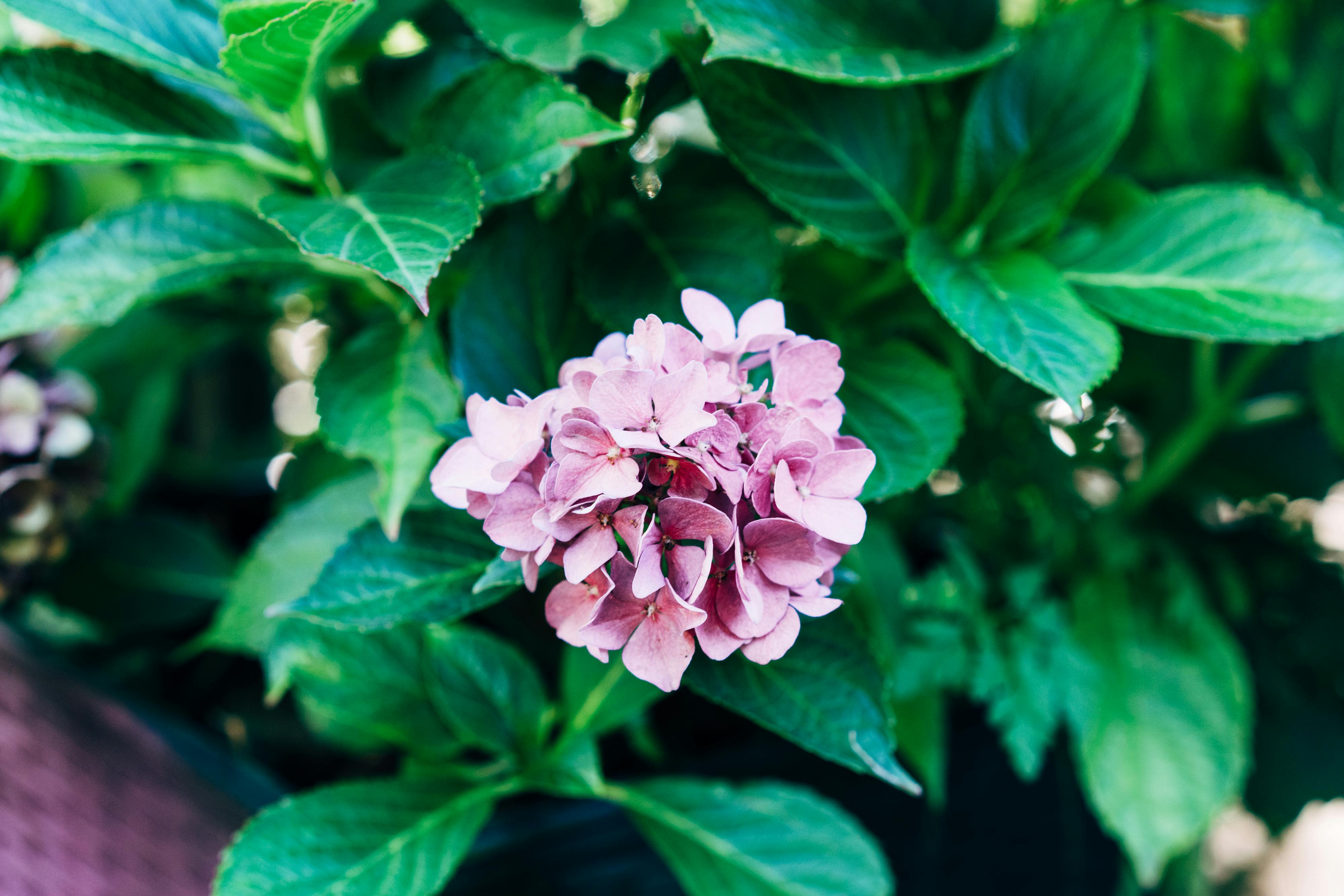 Close-up of a bright pink hydrangea flower surrounded by lush green leaves in a summer garden.
