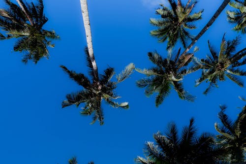 Ilmainen kuvapankkikuva tunnisteilla kookospalmut, sininen taivas, tummanvihreät kasvit