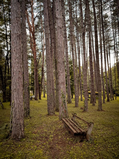 Foto d'estoc gratuïta de arbres, baguls, banc de fusta