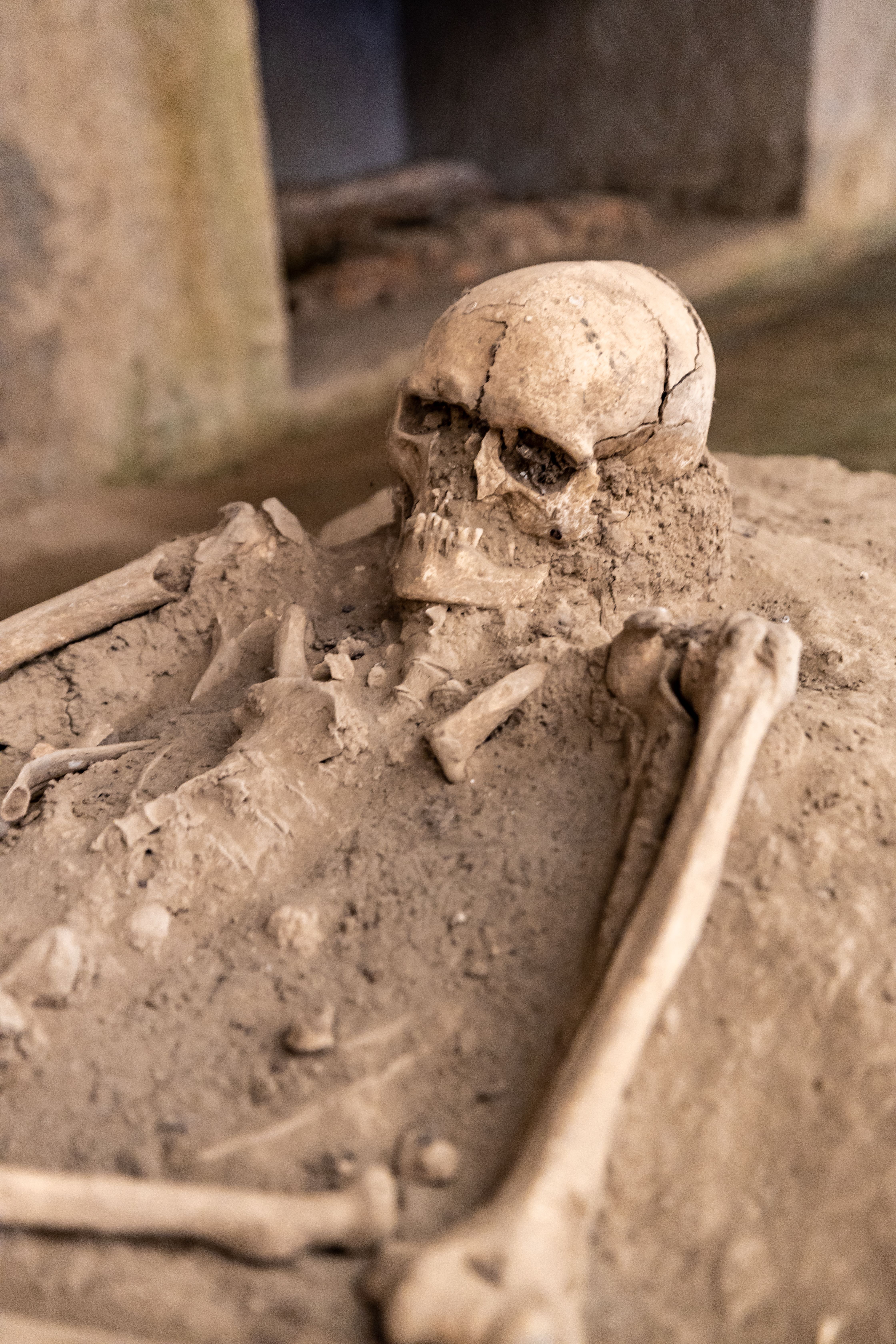 Unearthing the Past: A Fossil Hunter's Paradise