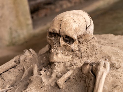 Skull of a Skeleton Discovered in the Ruins of Viminacium