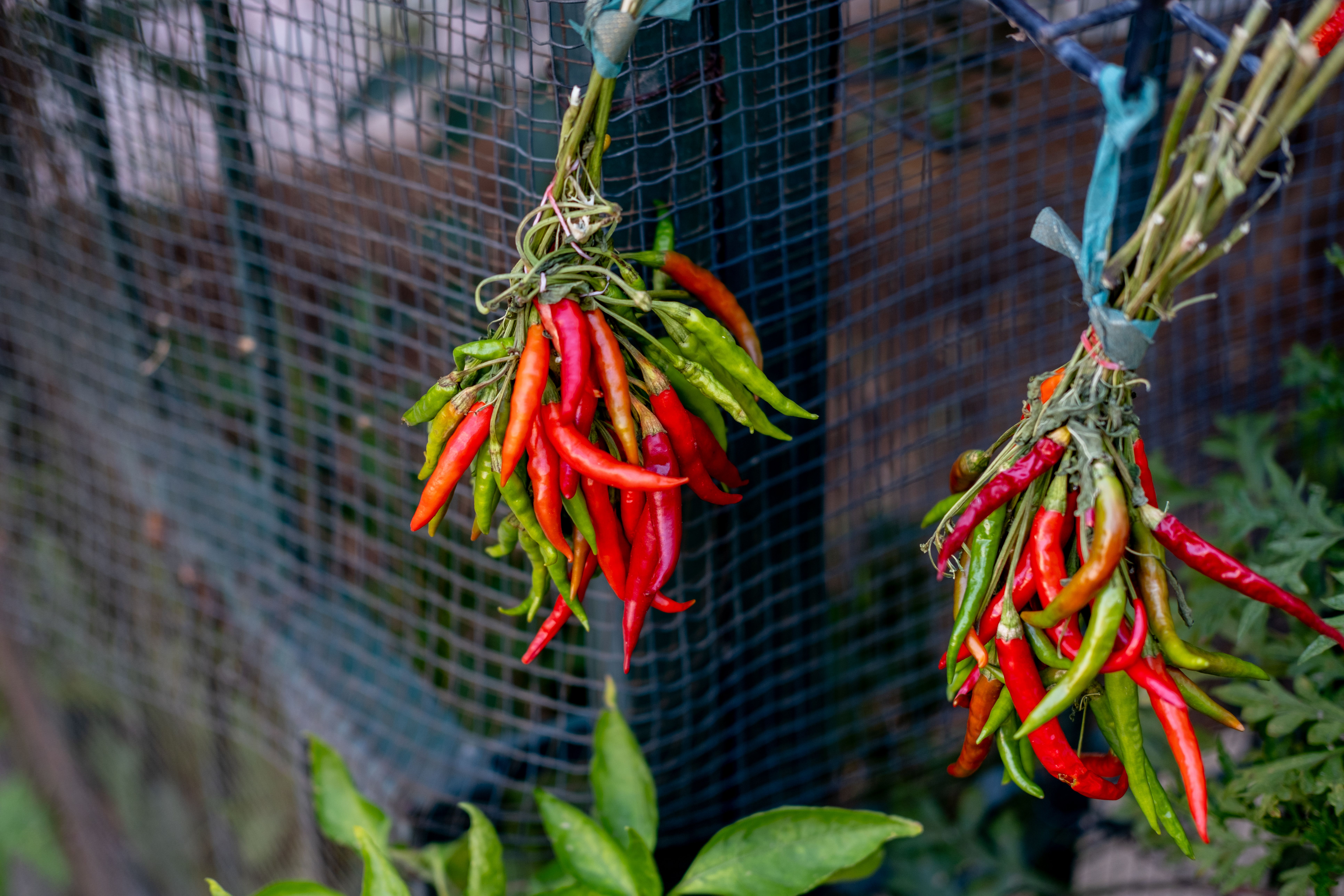 How to Make a Chili Ristra? - Chef's Resource