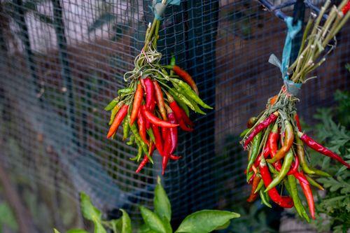 Free Colorful bundles of red and green chili peppers air drying on a fence outdoors. Stock Photo