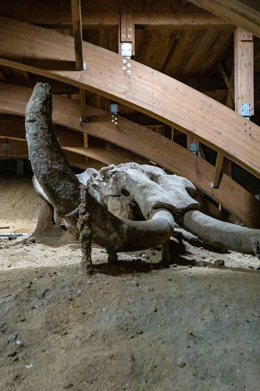 Gefossiliseerde overblijfselen van een Steppe Mammoth tentoongesteld in een museumexpositie.