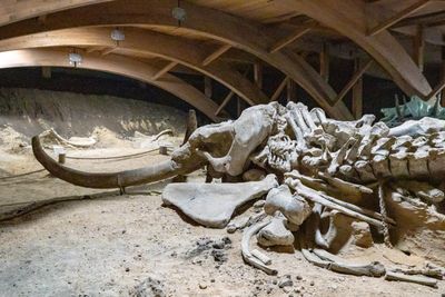 Woolly Mammoths Were Still Alive When the Pyramids Were Being Built