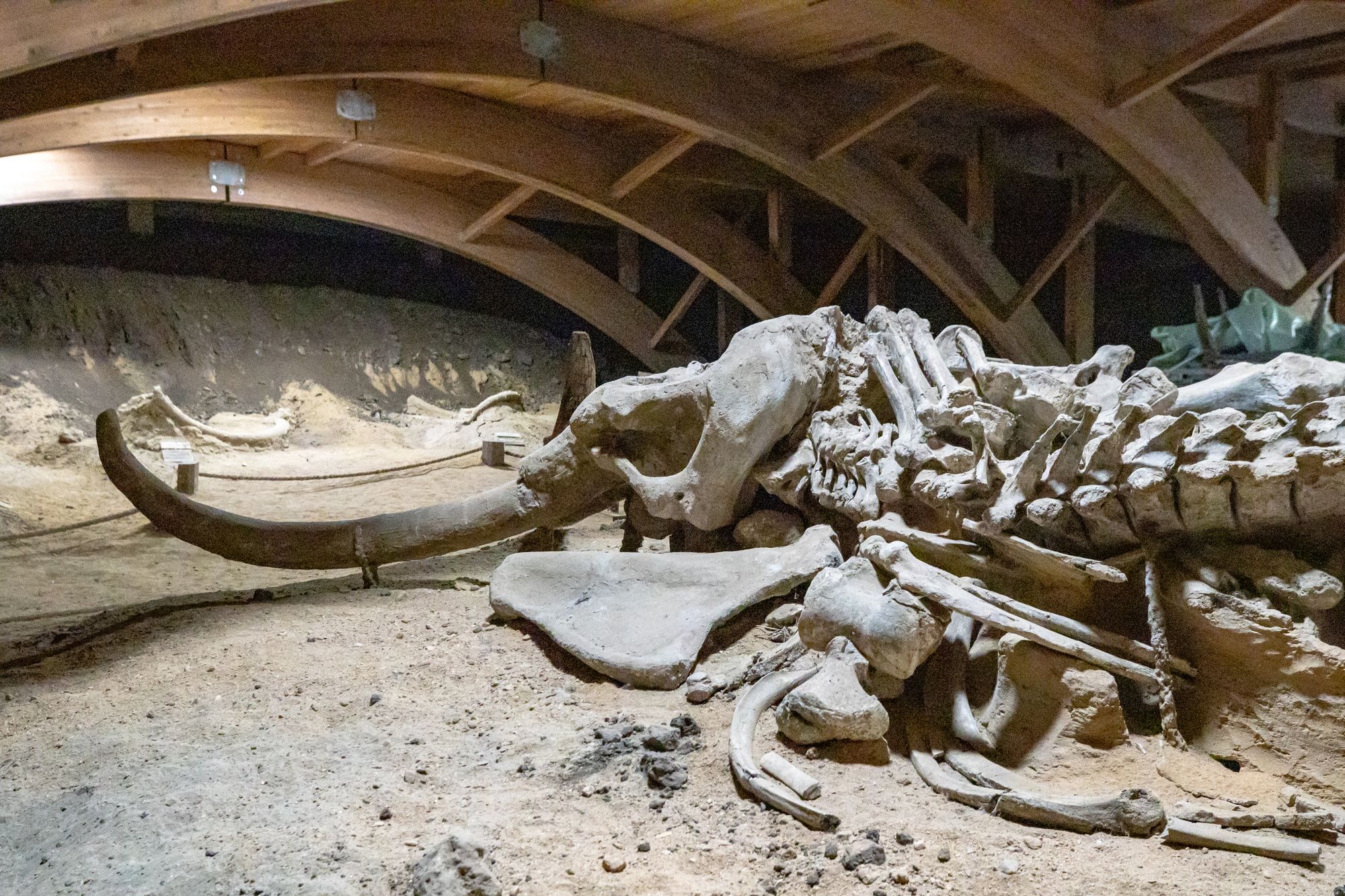 Ancient DNA Shows Ice Age Hunters Killed Female Woolly Mammoths 70% of the Time
