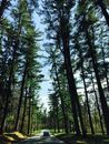 汽车沿着风景秀丽的道路行驶，穿过蓝天下高大的松树林