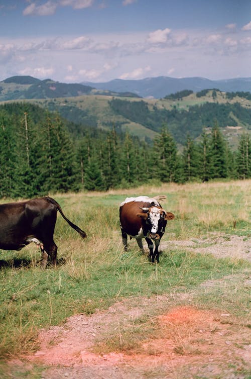 Cows in Mountains