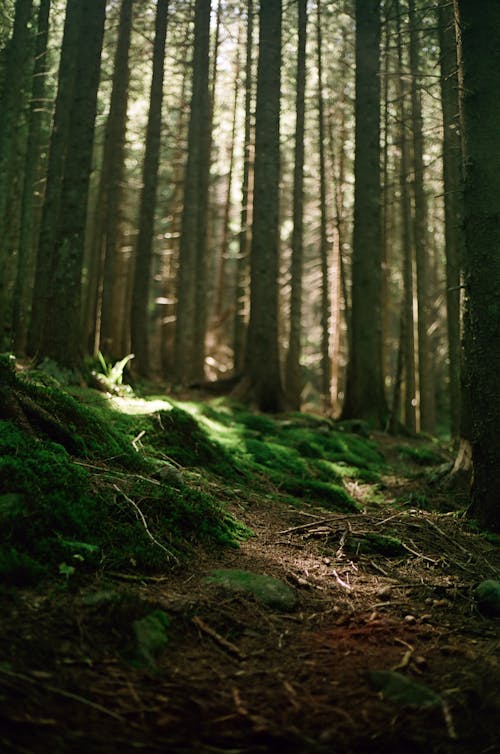 Moss on Ground in Forest