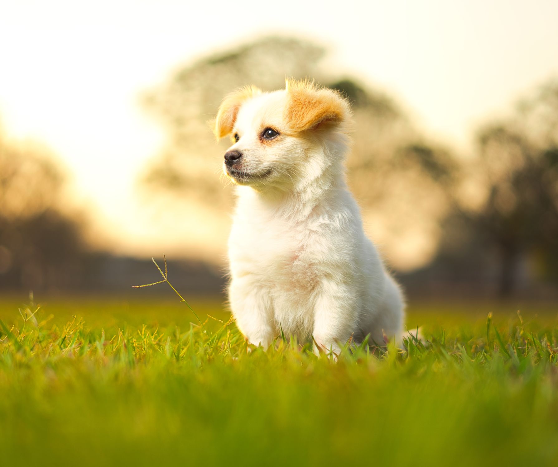 Cute Puppy Sitting on Grass · Free Stock Photo
