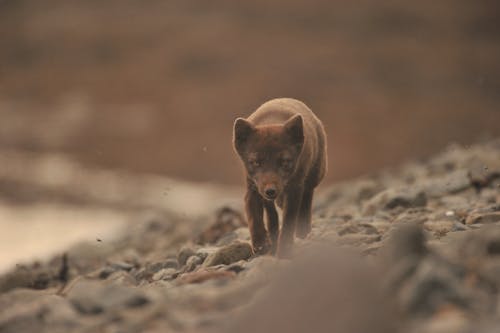 Foto stok gratis batu, berjalan, fotografi binatang