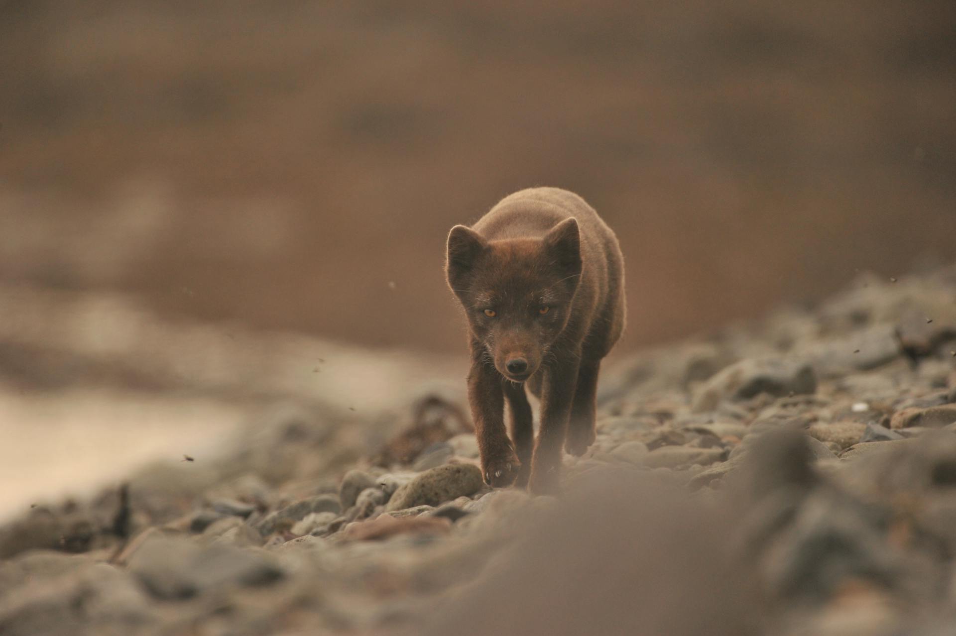 Arctic Fox with Summer Morph on Rocks