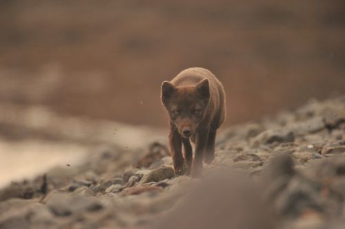 Free An arctic fox in its summer coat walks over a rocky landscape in a wildlife setting. Stock Photo