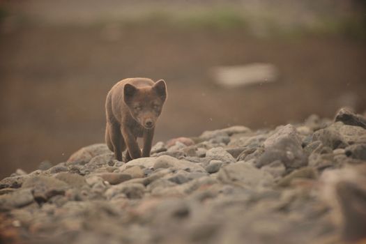 fox photo