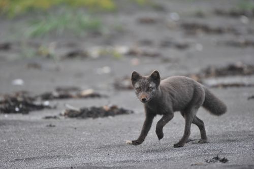 Free A young arctic fox with a summer coat walking on a volcanic sand beach. Stock Photo