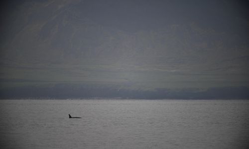 Free Orca in the fjord Stock Photo