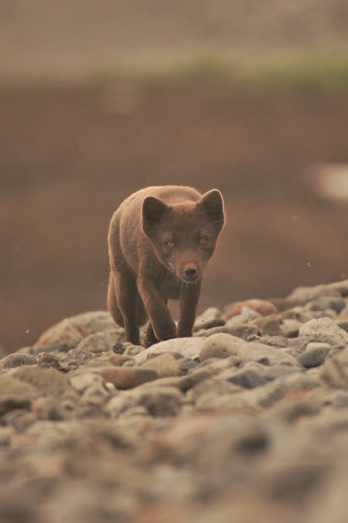 Arctic Fox on Rocks