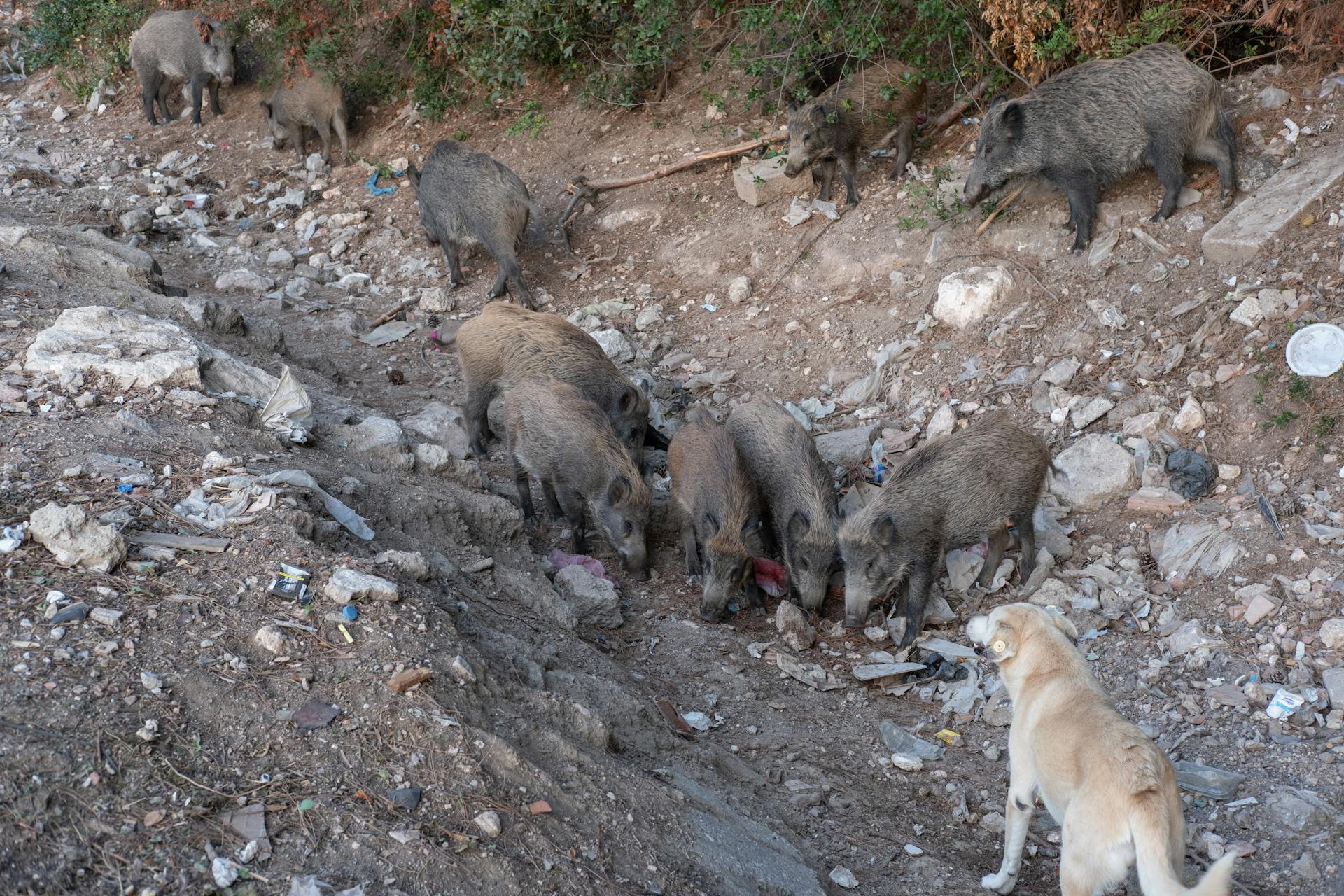 Brown Dog Standing in Front of Boars