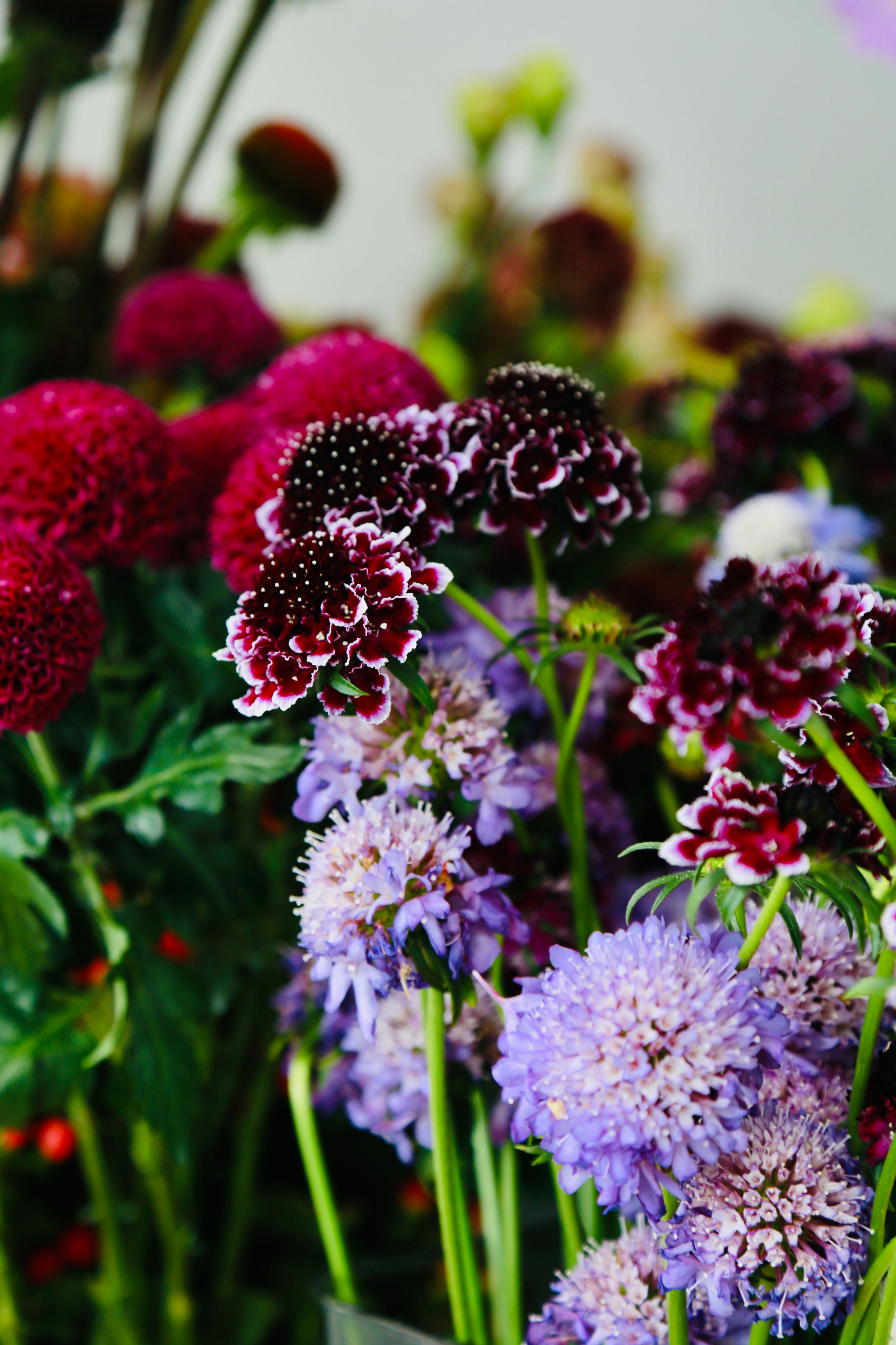 Gratis lagerfoto af blomster arrangement, blomsterarrangement, blomsterbutik Lagerfoto