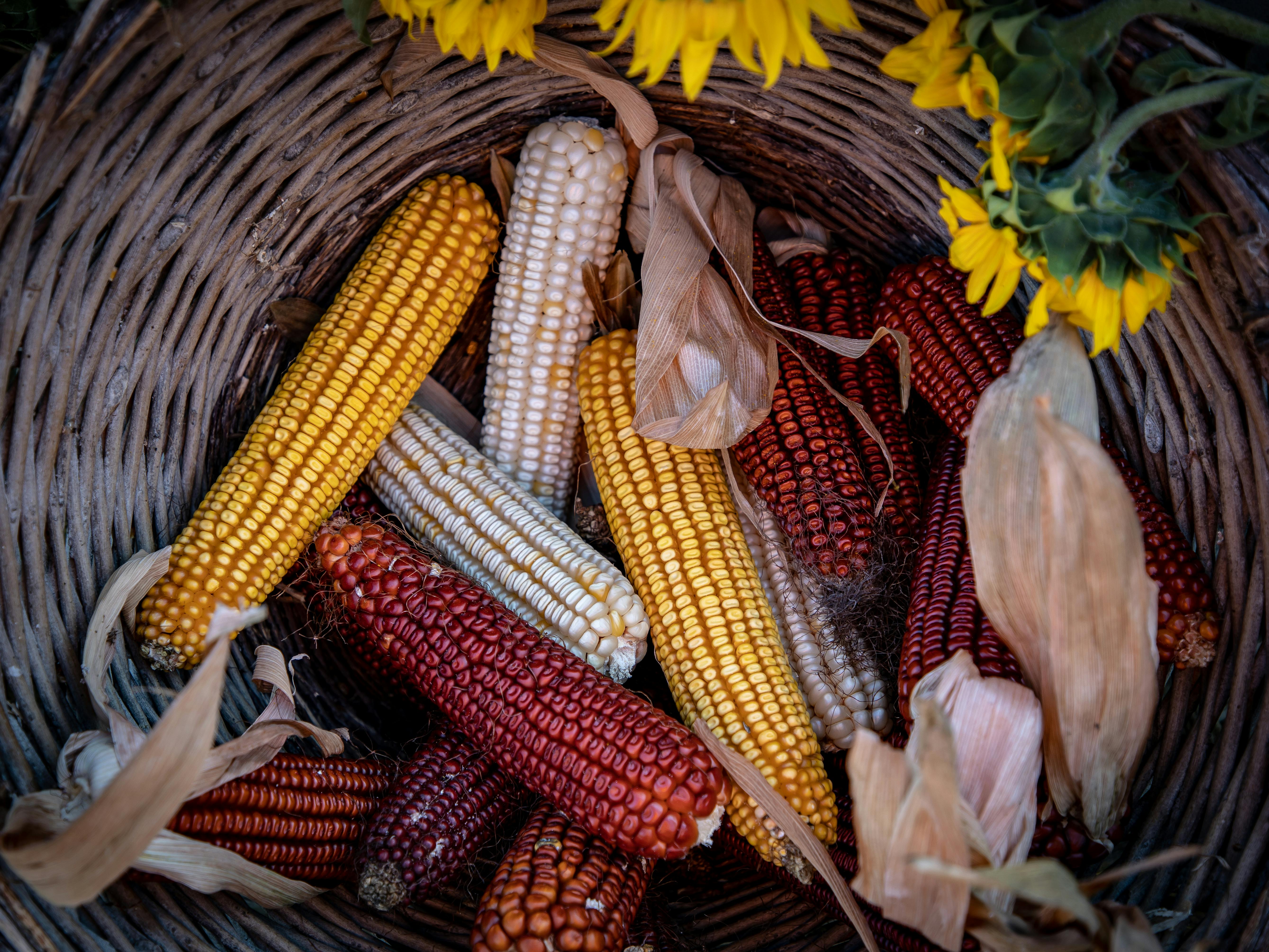 National Corn Growers Association and Ag Data Transparent Release Transparency Principles for Ag Carbon — Photo by Boris Hame