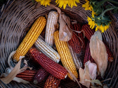 Corn Harvest in Wicker Basket