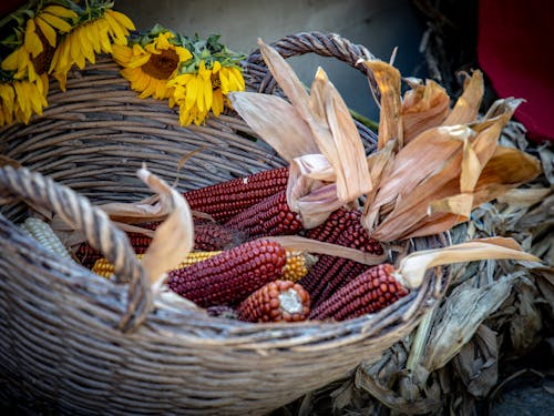 Foto profissional grátis de alimento, cesta, colheita