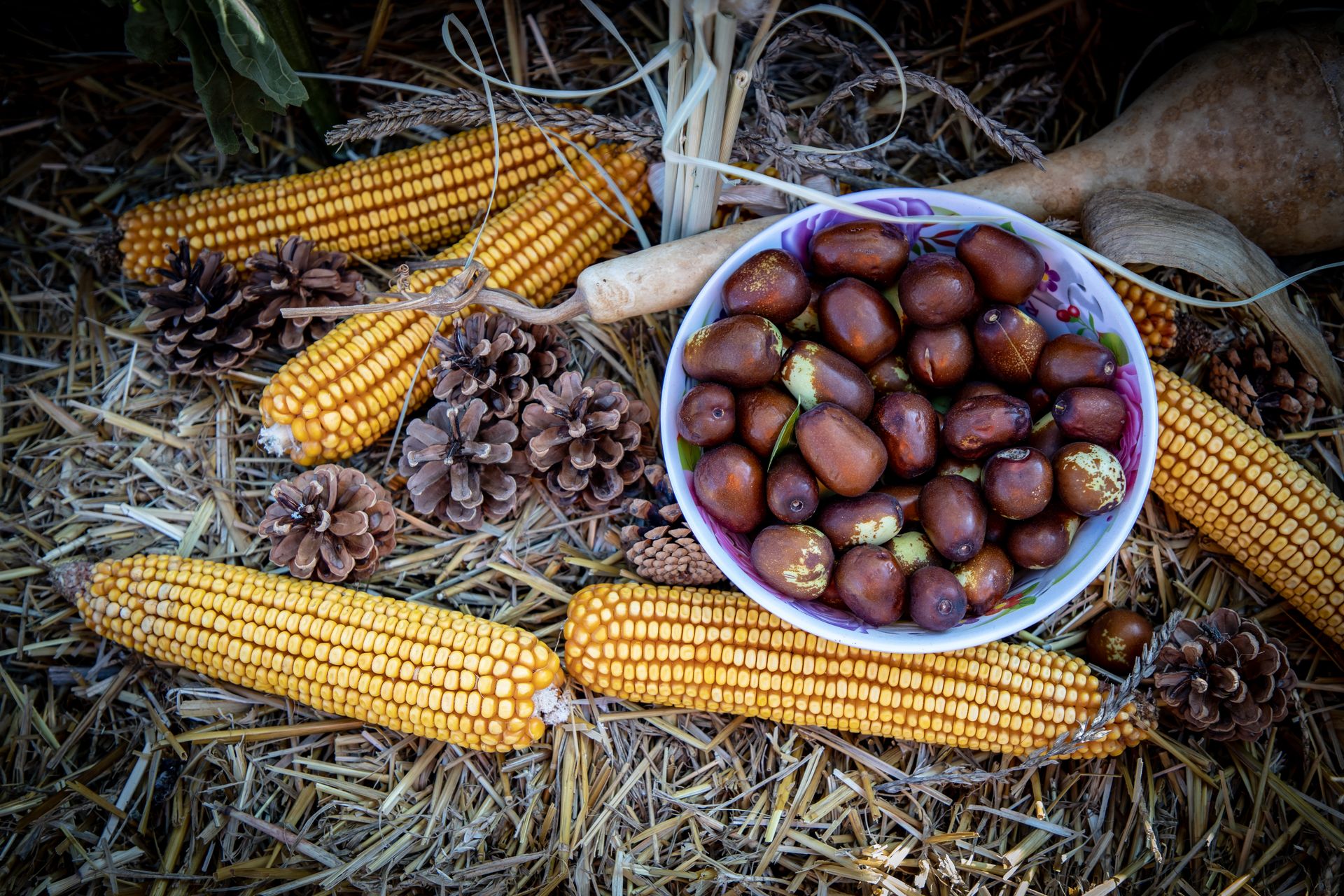 Maize Ears, Jujube Fruits, and Pine Cones Lying on Straw