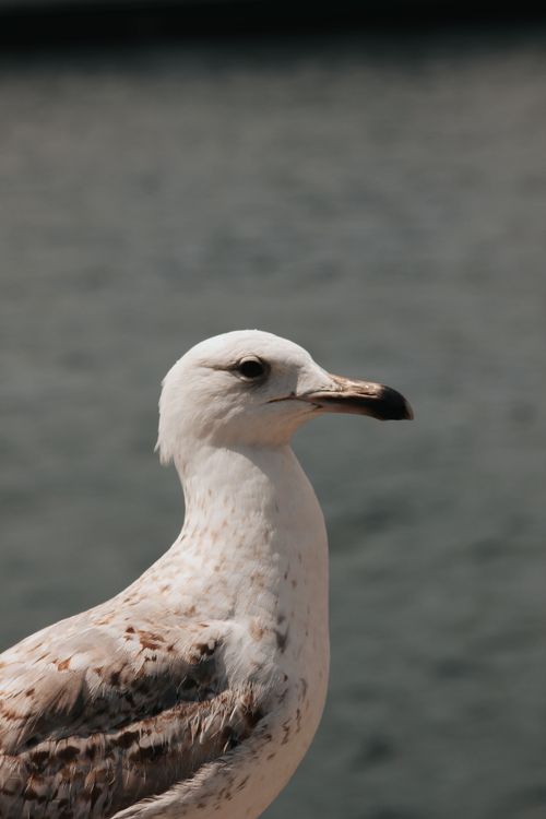 Free A detailed close-up portrait of a seagull standing by the water, demonstrating wildlife photography. Stock Photo
