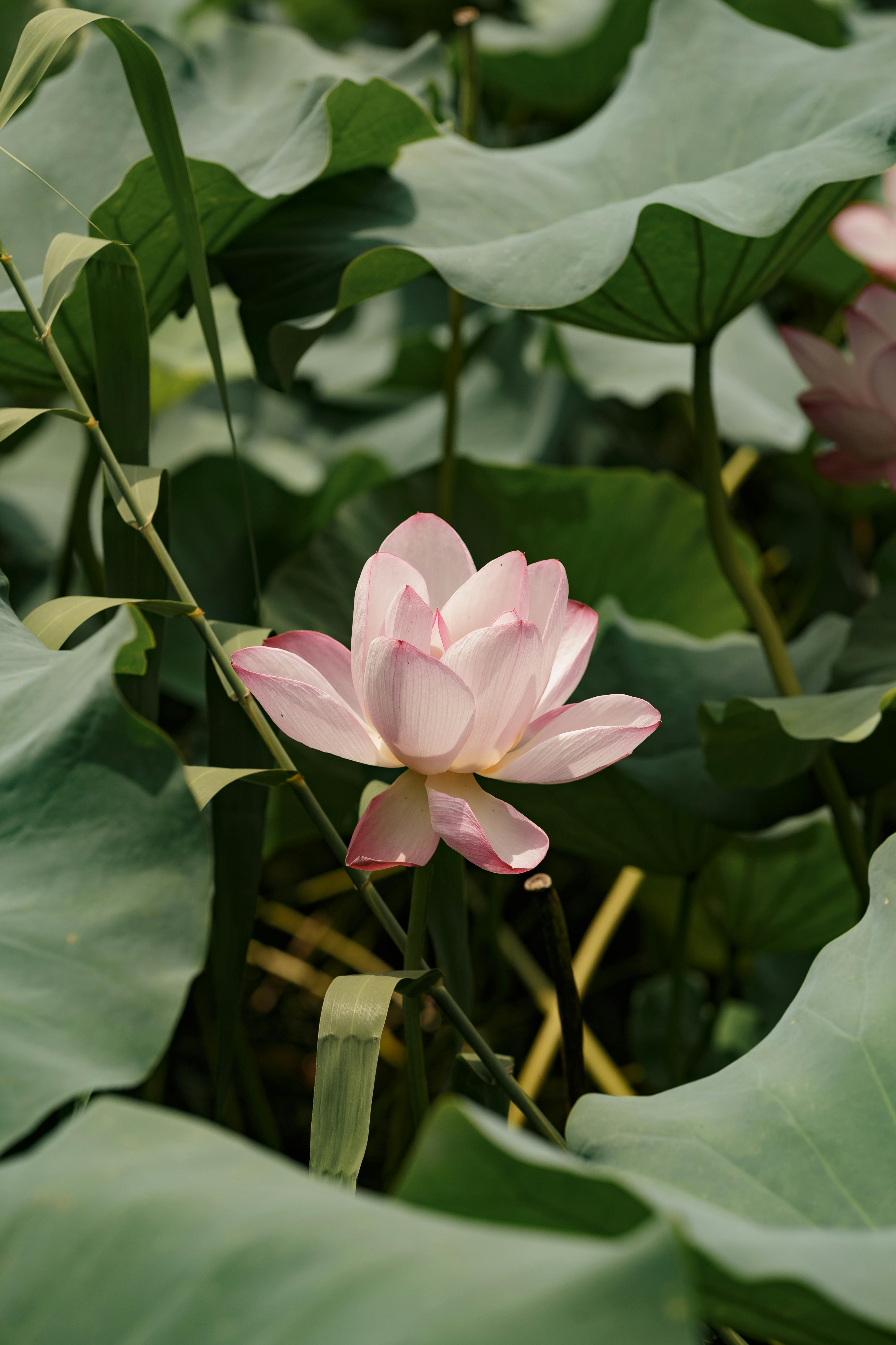 A tranquil pink water lily blooms amidst lush green leaves, showcasing natural beauty.