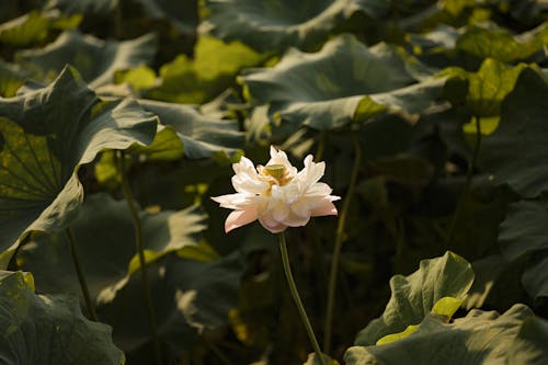 Бесплатное стоковое фото с nelumbo nucifera, белый, водное растение