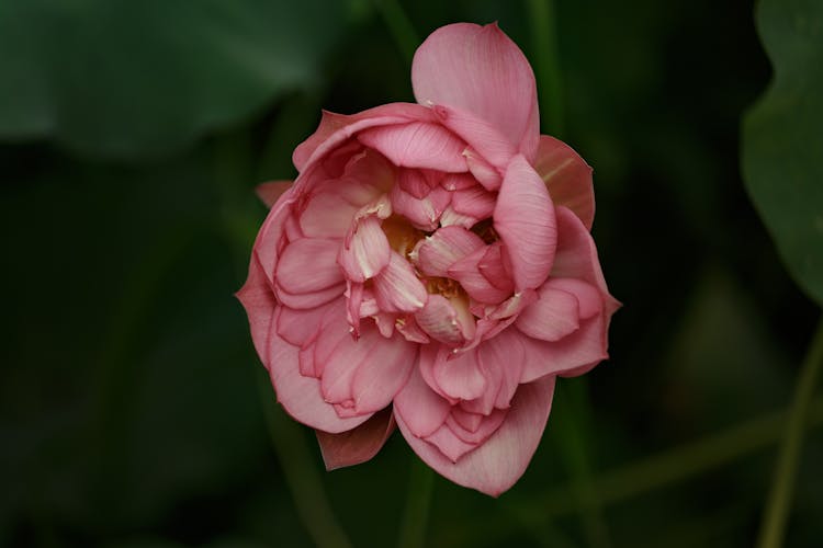 Pink Lotus Flower Opening Petals