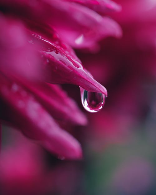 Pink Petals in Dew