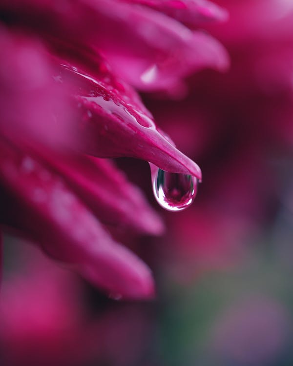 Pink Petals in Dew