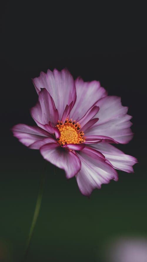 Delicate African Daisy