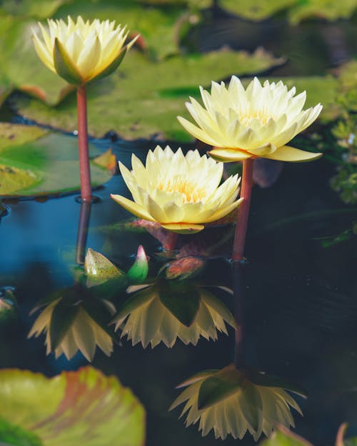 Blooming White Lotus Flowers Growing in Water