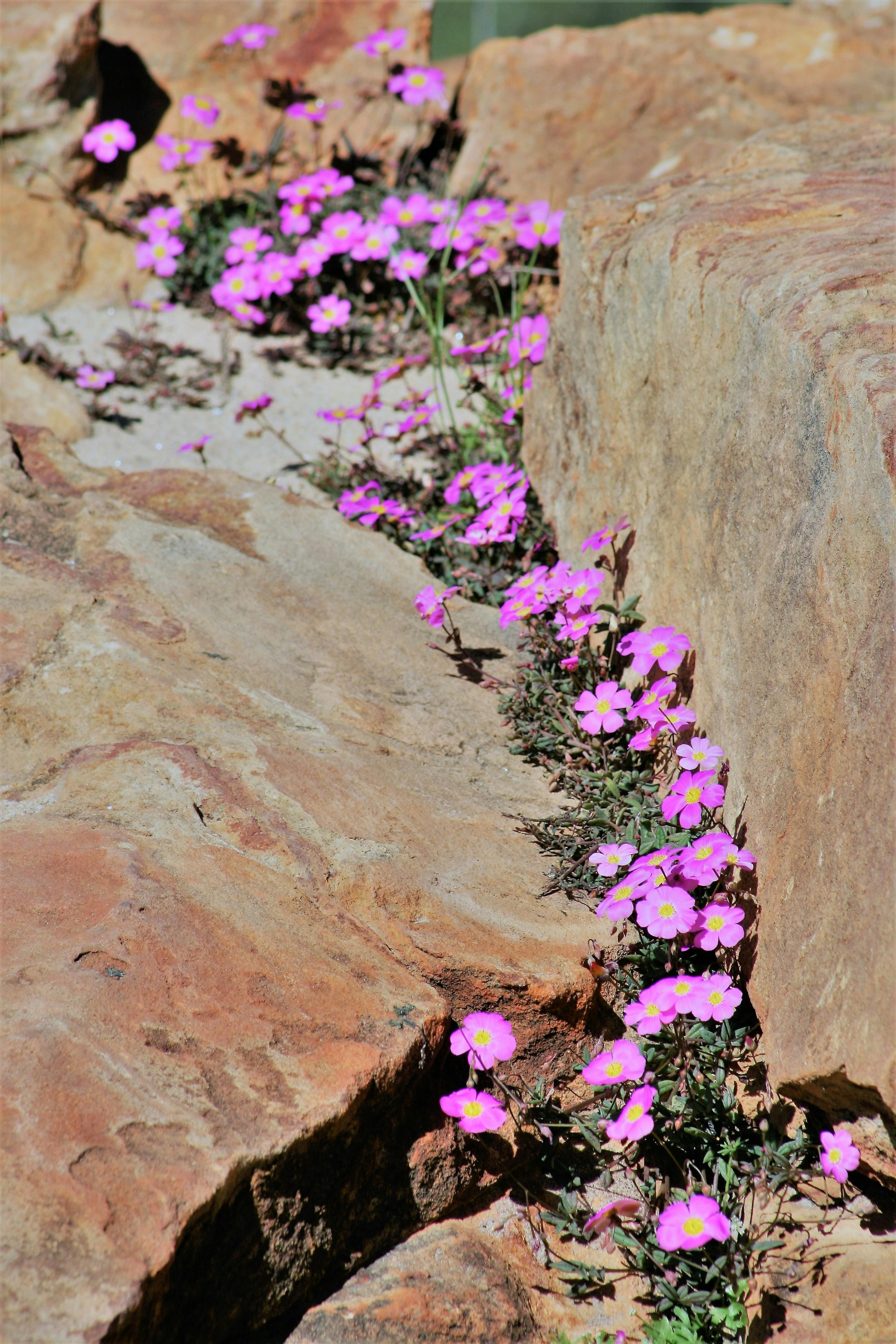 Free stock photo of Australian Wild Flowers, Kalbarri Wild Flowers, Rock Flowers