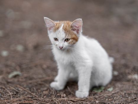 A young white and orange kitten sitting outdoors, capturing the essence of curiosity and cuteness.