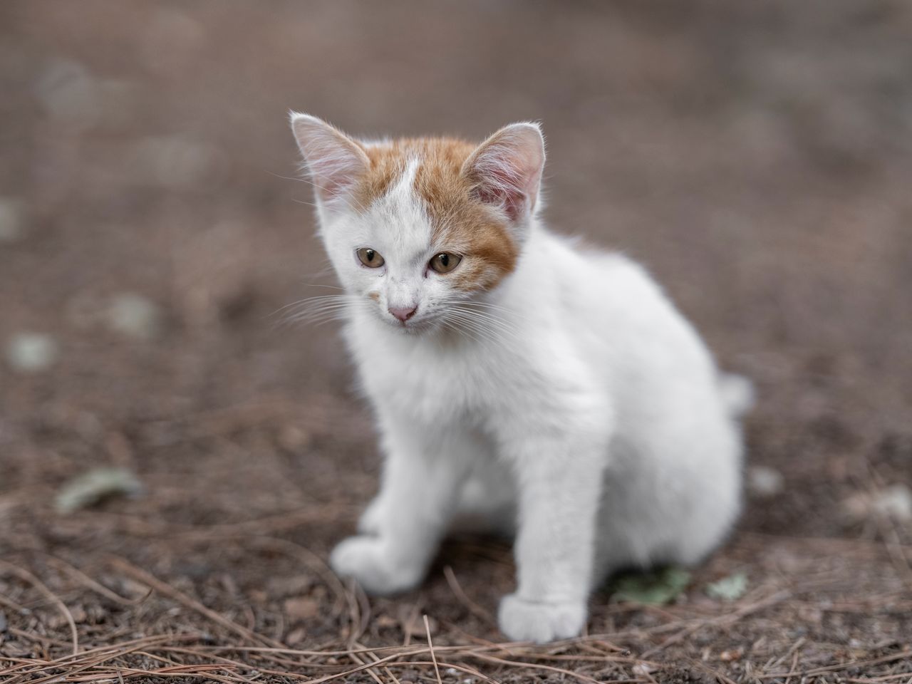a young white and orange kitten sitting outdoors capturing the essence