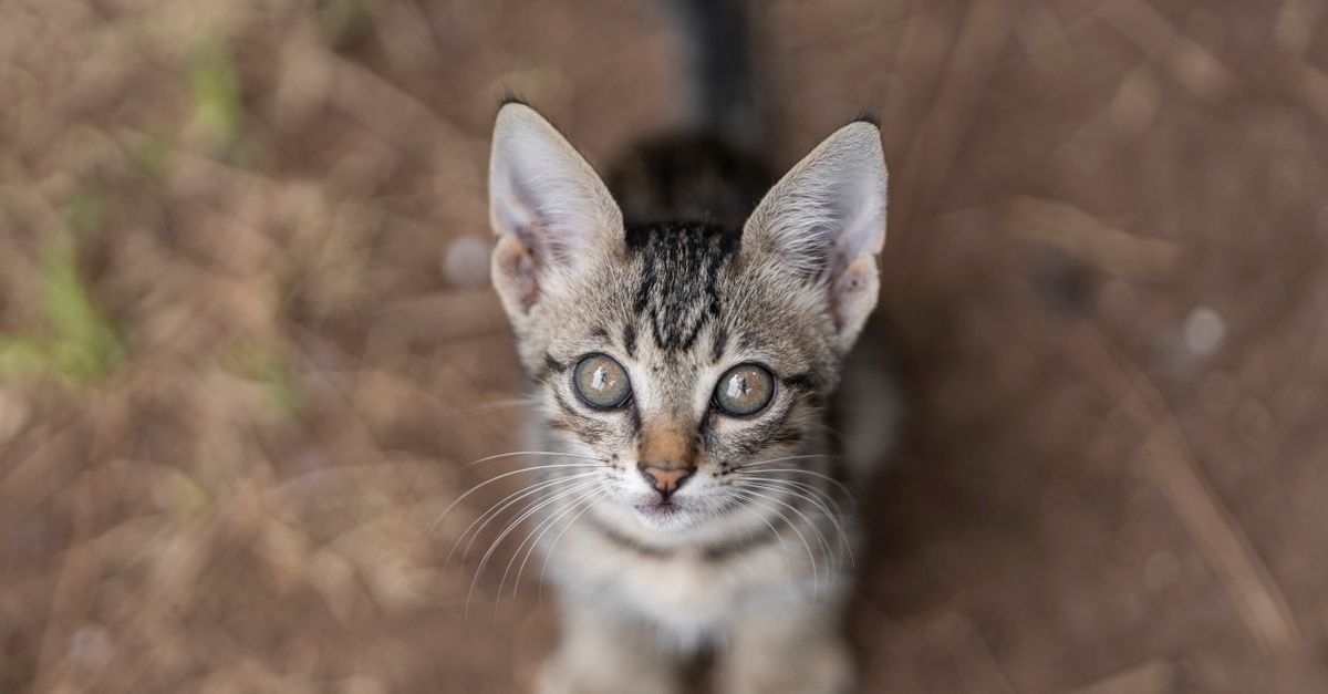 Kitten Feature Gray Kitten Looking at Camera · Free Stock Photo