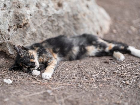 Lazy calico cat peacefully sleeping on rocky ground outdoors, showcasing its natural beauty.