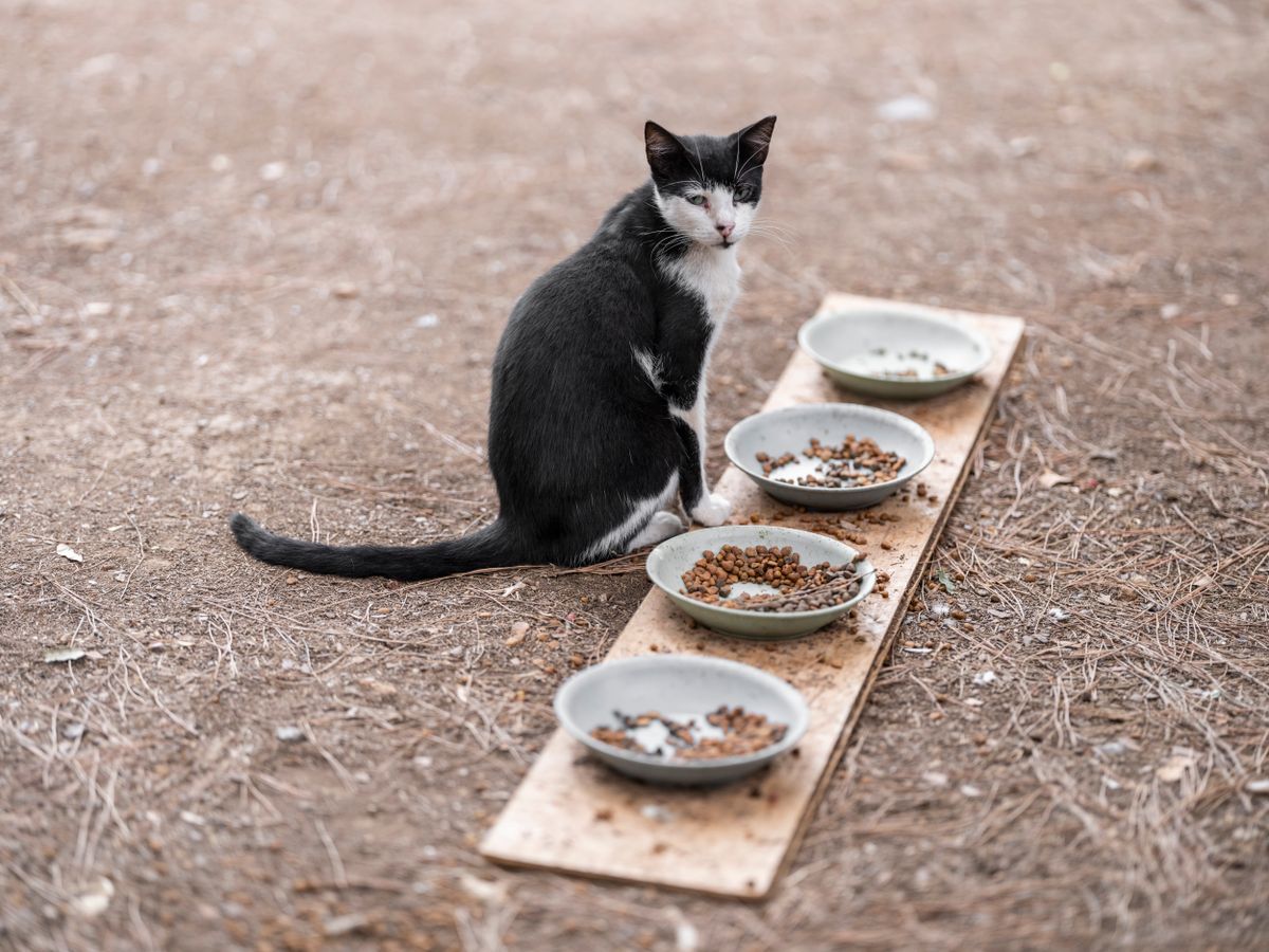 Katze frisst aus Napf